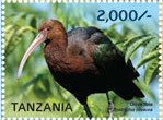 Colnect-3056-886-Olive-Ibis-Bostrychia-olivacea.jpg