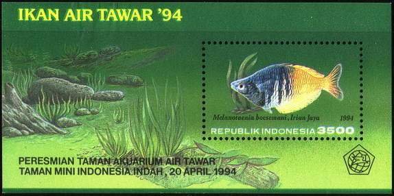 Colnect-975-772-Boeseman-s-Rainbowfish-Melanotaenia-boesemani.jpg