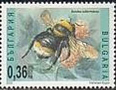Colnect-1832-724-Short-haired-Bumblebee-Bombus-subterraneus.jpg