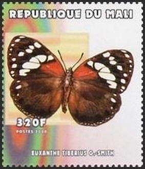 Colnect-2606-957-Dark-Queen-Butterfly-Euxanthe-tiberius.jpg