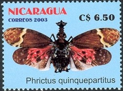 Colnect-911-718-Dragon-headed-Bug-Phrictus-quinquepartitus.jpg