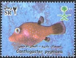 Colnect-1729-819-Pygmy-Toby-Canthigaster-pygmaea.jpg