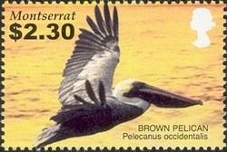 Colnect-1530-073-Brown-Pelican-Pelecanus-occidentalis.jpg
