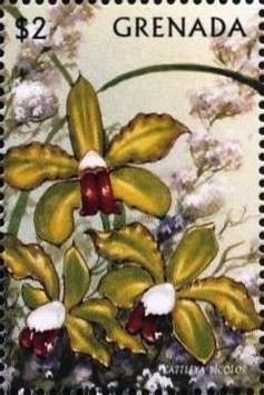 Colnect-4581-314-Cattleya-bicolor.jpg