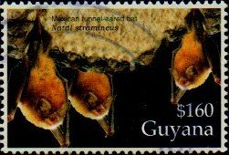 Colnect-4813-763-Mexican-Funnel-eared-Bat.jpg
