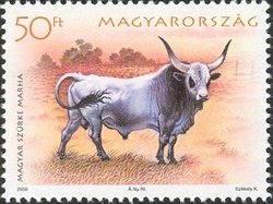 Colnect-497-949-Hungarian-Gray-Cattle-Bos-primigenius-taurus.jpg