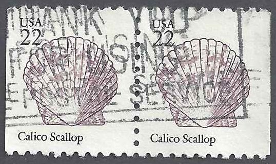 Colnect-5057-294-Calico-Scallop-Argopecten-gibbus.jpg