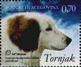 Colnect-537-119-Tornjak-Canis-lupus-familiaris.jpg
