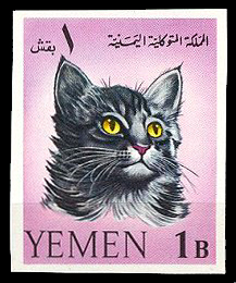 Yemencat.jpg