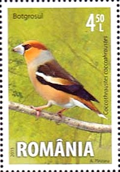 Colnect-2512-948-Hawfinch-Coccothraustes-coccothraustes.jpg