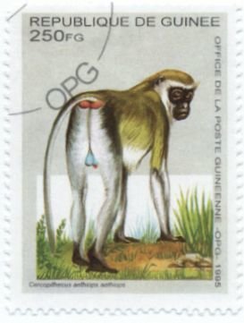 Colnect-1114-236-Grivet-Cercopithecus-aethiops.jpg