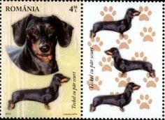 Colnect-1394-167-Short-haired-Dachshund-Canis-lupus-familiaris.jpg