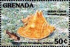 Colnect-4553-295-Conchfish-Queen-conch.jpg
