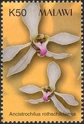 Colnect-1458-456-Orchids---Ancistrochilus-rothschildianus.jpg