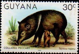 Colnect-4726-429-Collared-Peccary.jpg