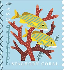 Colnect-5703-521-Staghorn-Coral-Blue-Striped-Grunt.jpg