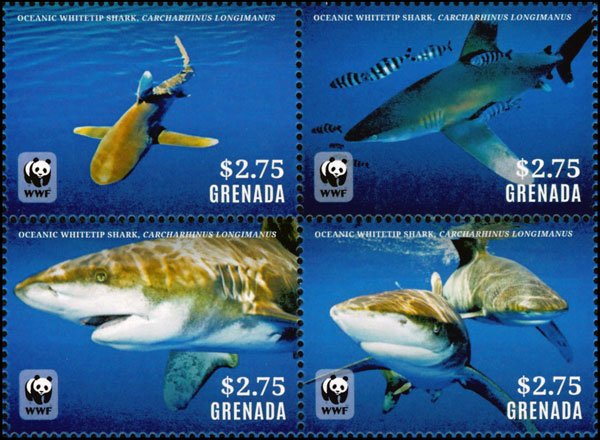 Colnect-4809-731-Whitetip-Oceanic-Shark-Carcharhinus-longimanus.jpg