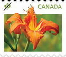 Colnect-1178-392-Daylilies-orange.jpg