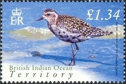 Colnect-1425-781-Pacific-Golden-Plover-Pluvialis-fulva.jpg