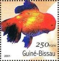Colnect-1740-454-Breed-Form-of-Goldfish-Carassius-auratus-auratus-.jpg