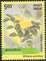 Colnect-540-488-Medicinal-Plants-of-India---Ashwagandha-Withania-somnifera.jpg