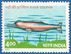 Colnect-557-714-Ganges-River-Dolphin-Platanista-gangetica.jpg