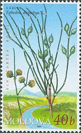 Stamp_of_Moldova_md501.jpg