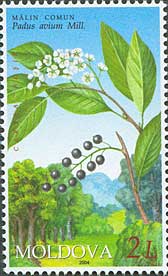 Stamp_of_Moldova_md504.jpg