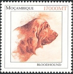 Colnect-1486-333-Bloodhound-Canis-lupus-familiaris.jpg