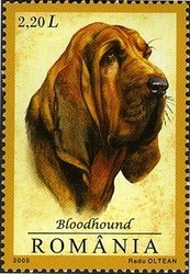 Colnect-760-501-Bloodhound-Canis-lupus-familiaris.jpg