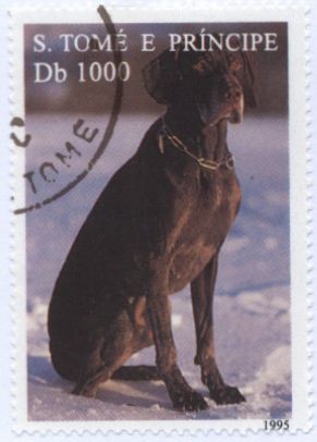 Colnect-938-301-German-Short-haired-Pointer-Canis-lupus-familiaris.jpg