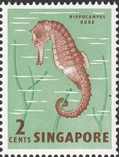 Colnect-1070-783-Spotted-Seahorse-Hippocampus-kuda-.jpg