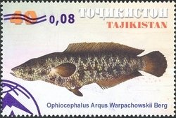 Colnect-1738-749-Northern-Snakehead-Channa-argus-warpachowskyi.jpg
