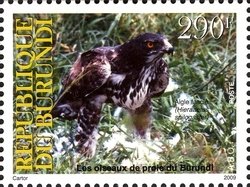 Colnect-962-074-African-Hawk-eagle-Hieraaetus-spilogaster.jpg