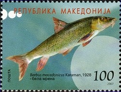 Colnect-595-870-Barbel-Species-Barbus-macedonicus.jpg