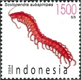 Colnect-1586-637-Giant-Centipede-Scolopendra-subspinipes.jpg