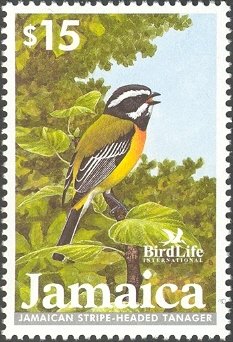 Colnect-1615-163-Jamaican-Stripe-headed-Tanager-Spindalis-nigricephalus-.jpg