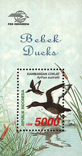 Colnect-2098-543-White-eyed-Duck-Aythya-australis.jpg