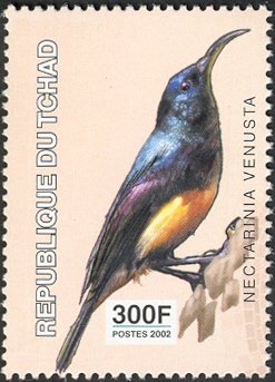 Colnect-2395-310-Yellow-bellied-Sunbird-Nectarina-venusta.jpg