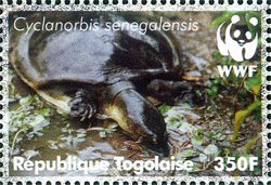 Colnect-4805-520-Senegal-Soft-shelled-Turtle-Cyclanorbis-senegalensis.jpg