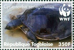 Colnect-4805-521-Senegal-Soft-shelled-Turtle-Cyclanorbis-senegalensis.jpg