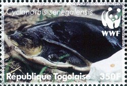 Colnect-4805-522-Senegal-Soft-shelled-Turtle-Cyclanorbis-senegalensis.jpg