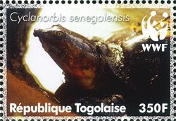 Colnect-4805-523-Senegal-Soft-shelled-Turtle-Cyclanorbis-senegalensis.jpg