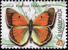 Colnect-567-363-Balkan-Clouded-Yellow-Colias-balcanica.jpg