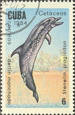 Colnect-679-214-Atlantic-Spotted-Dolphin-Stenella-plagiodon.jpg