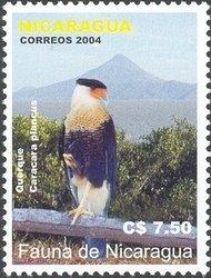 Colnect-934-645-Southern-Crested-Caracara-Polyborus-plancus.jpg