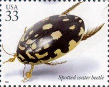 Colnect-201-331-Spotted-Water-Beetle-Thermonectus-marmoratus.jpg