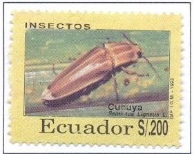 Colnect-2547-437-Click-Beetle-Semiotus-ligneus.jpg