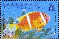 Colnect-1425-689-Chagos-Anemonefish-Amphiprion-chagosensis-.jpg