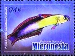 Colnect-5727-196-Purple-firefish-Nemateleotris-decora.jpg